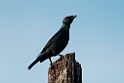 Glossy starling.20110308_6858