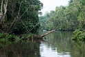 Kinabatang river.20110225_5613