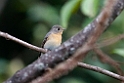 Mugimaki flycatcher.20110304_6605