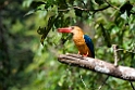 Ruddy Kingfisher.20110225_5625