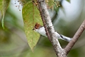 White-bellied Yuhina.20110304_6615