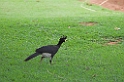 Bare-faced Curassow01-01
