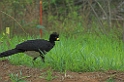 Bare-faced Curassow02-01