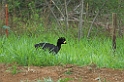 Bare-faced Curassow03-01