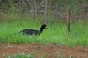 Bare-faced Curassow04-01