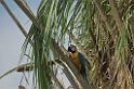 Blue-amd-yellow macaw01-01