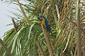 Blue-and-yellow Macaw04-01