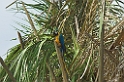 Blue-and-yellow Macaw2-01