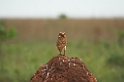 Borrowing Owl06-01