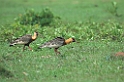 Buff-necked Ibis01-02