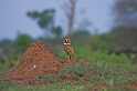 Burrowwing owl02-01