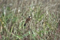 Capped Seedeater-02