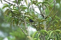 Cone-billed Tanager06-01