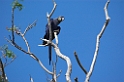 Hyacinth Macaw02-01