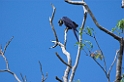 Hyacinth Macaw07-01