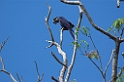 Hyacinth Macaw08-01