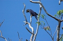 Hyacinth Macaw09-01