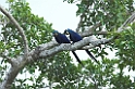 Hyacinth Macaw10-01
