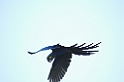 Hyacinth Macaw11-01