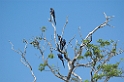 Hyacinth Macaw12-01