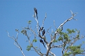 Hyacinth Macaw14-01