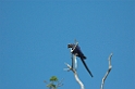 Hyacinth Macaw15-01