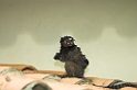 Marmoset Canastra-01