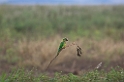 Peach-fronted Parakeet01-01