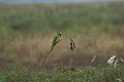 Peach-fronted Parakeet03-01