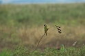 Peach-fronted Parakeet04-01