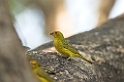 Saffron Finch-01