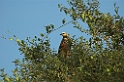 Snail Kite01-01