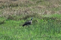 Southern Screamer01-01