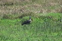 Southern Screamer02-01