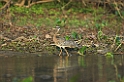 Sunbittern01-01