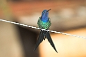 Swallow-tailed Hummingbird-01