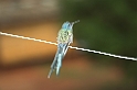 Swallow-tailed Hummingbird-02