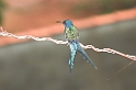 Swallow-tailed Hummingbird-03