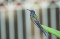 Swallow-tailed Hummingbird-05