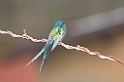 Swallow-tailled Hummingbird-01