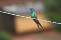 Swallow-tailled Hummingbird-02