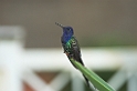 Swallow-tailled Hummingbird-03