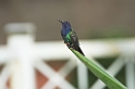 Swallow-tailled Hummingbird-04
