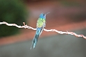 Swallow-tailled Hummingbird-05