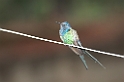 Swallow-tailled Hummingbird-06