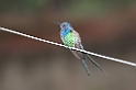 Swallow-tailled Hummingbird-07