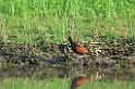 Wattle Jacana-01