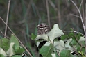 White-winged Nightjar01-01