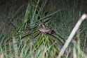 White-winged Nightjar04-01