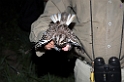 White-winged Nightjar07-01